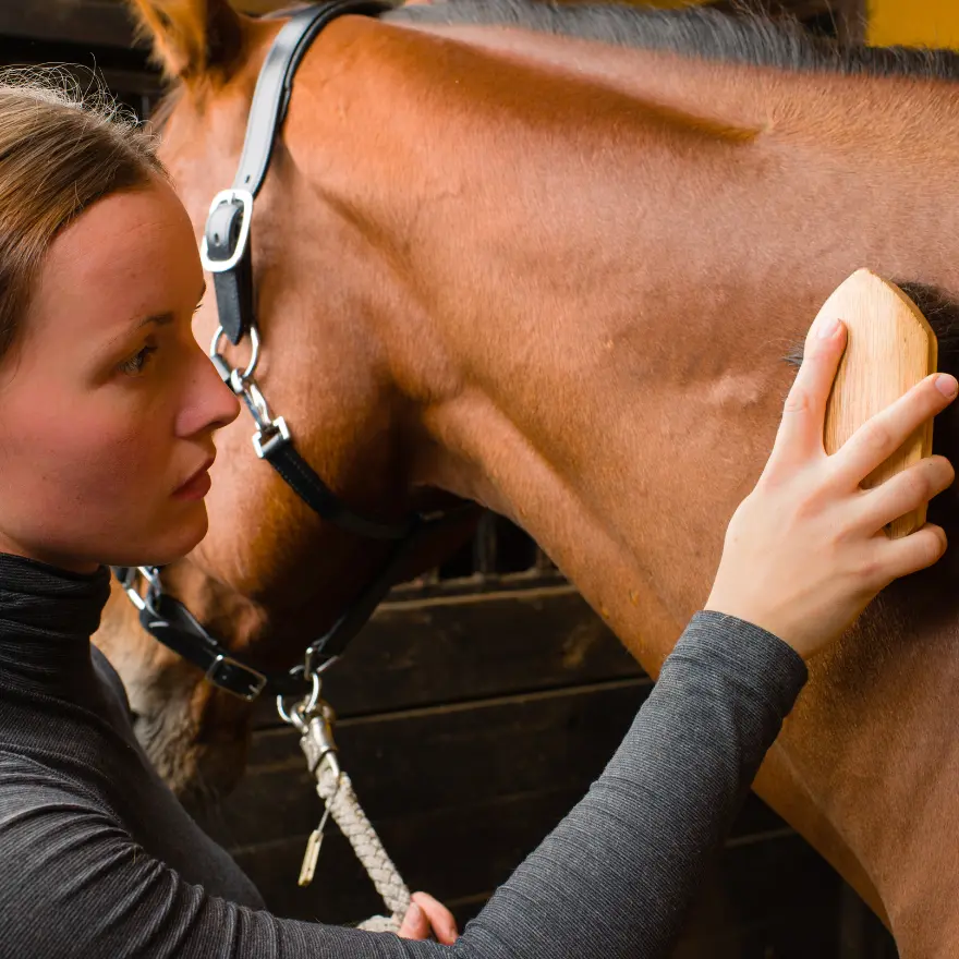 Une femme brosse un cheval
