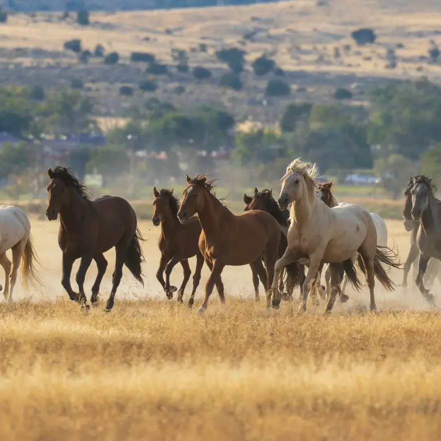 Des chevaux courant dans un champ verdoyant sous un ciel bleu