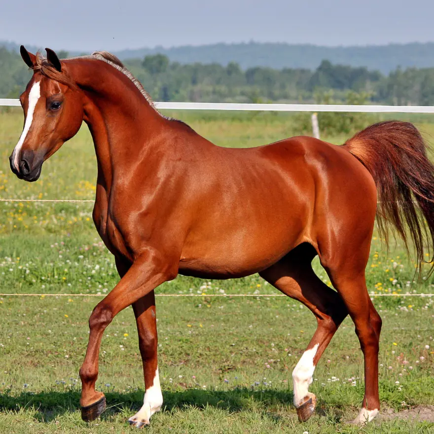 Un cheval brun marche dans un champ verdoyant sous un ciel dégagé